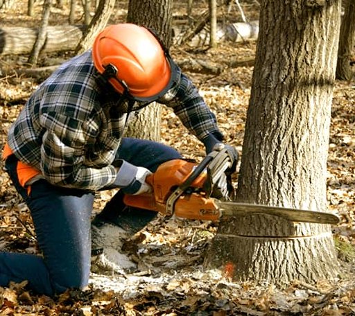 Tree Removal in Winthrop, AR